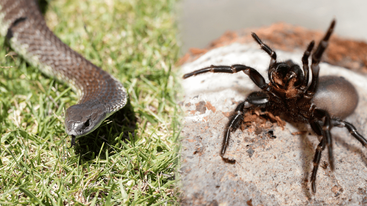 Venomous snakes and spiders to increase in NSW with wet weather this summer